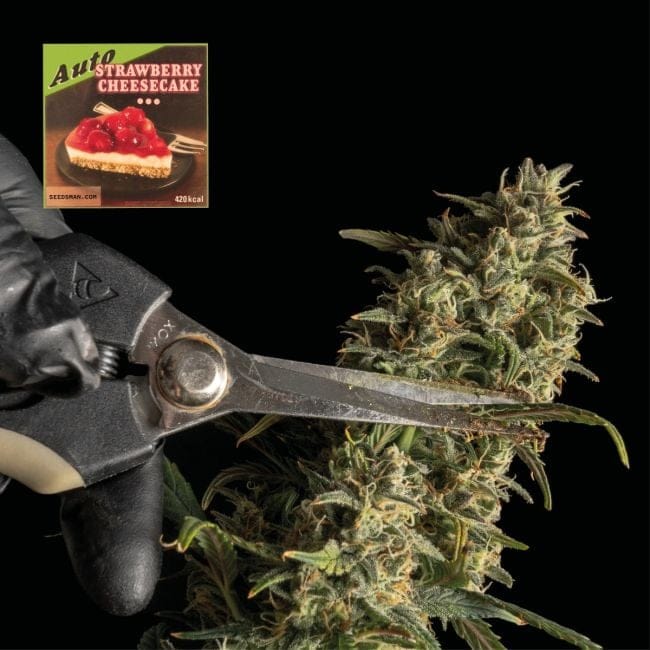Strawberry Cheesecake Auto Feminisiert Saatgut-SMAN-STRCHCAKE-AUTO-FEM
