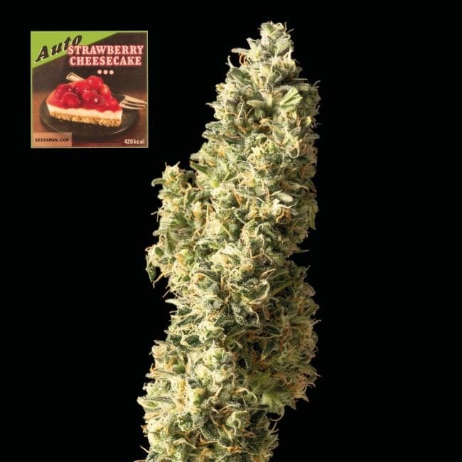 Strawberry Cheesecake Auto Feminised Seeds-SMAN-STRCHCAKE-AUTO-FEM