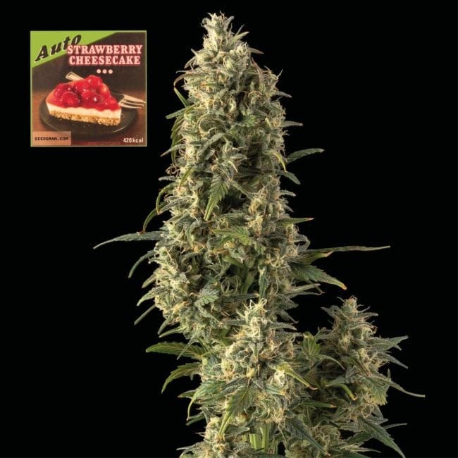 Strawberry Cheesecake Auto Feminised Seeds-SMAN-STRCHCAKE-AUTO-FEM