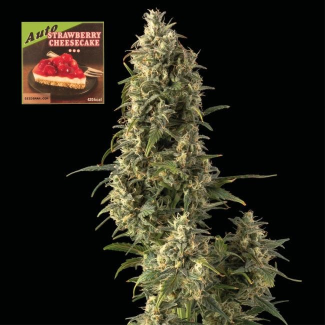 Strawberry Cheesecake Auto Feminised Seeds-SMAN-STRCHCAKE-AUTO-FEM