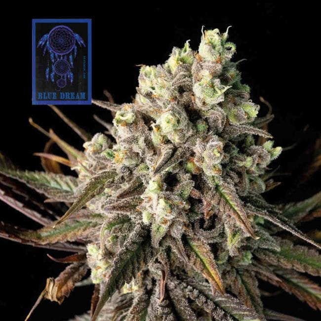 Blue Dream феминизирани семена-SMAN-BLDR-FEM
