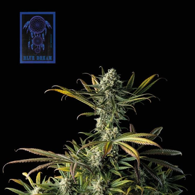Blue Dream Feminisiert Saatgut-SMAN-BLDR-FEM