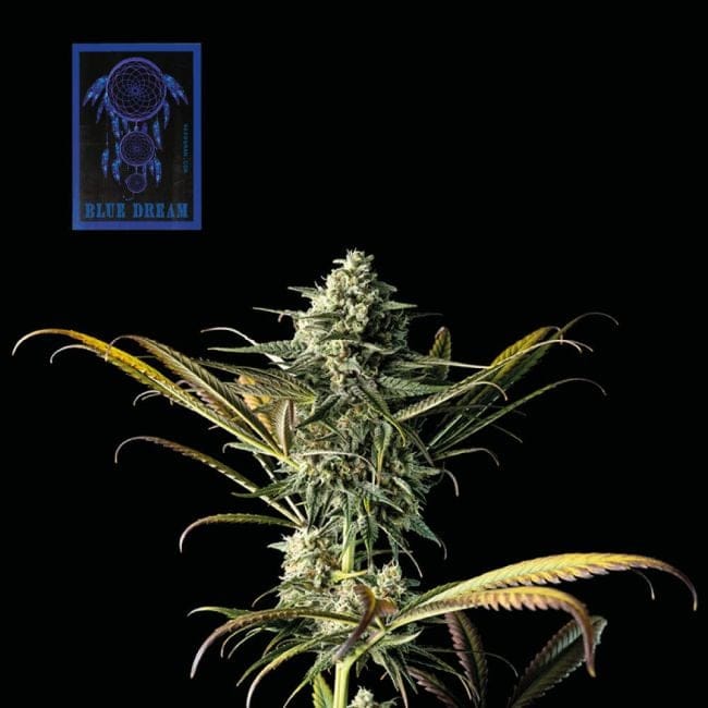 Blue Dream Feminisiert Saatgut-SMAN-BLDR-FEM