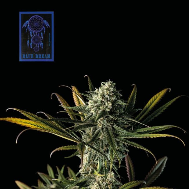 Blue Dream феминизирани семена-SMAN-BLDR-FEM