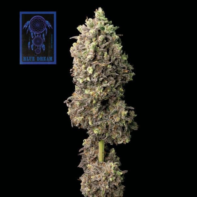 Blue Dream Feminized Seeds-SMAN-BLDR-FEM