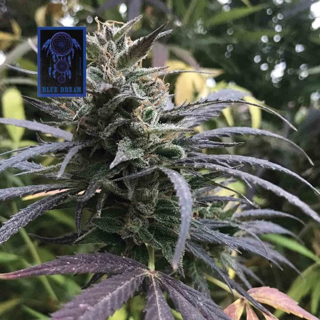 Blue Dream Feminisiert Saatgut-SMAN-BLDR-FEM