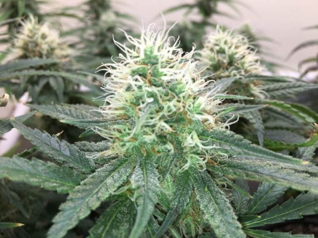 Blue Dream феминизирани семена-SMAN-BLDR-FEM