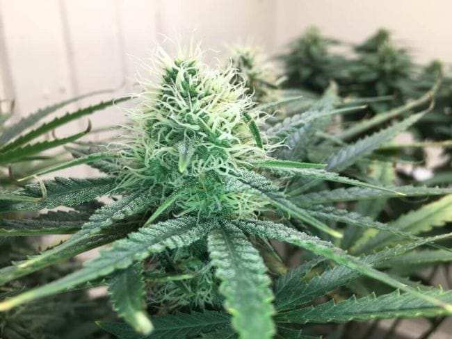 Blue Dream Feminisiert Saatgut-SMAN-BLDR-FEM