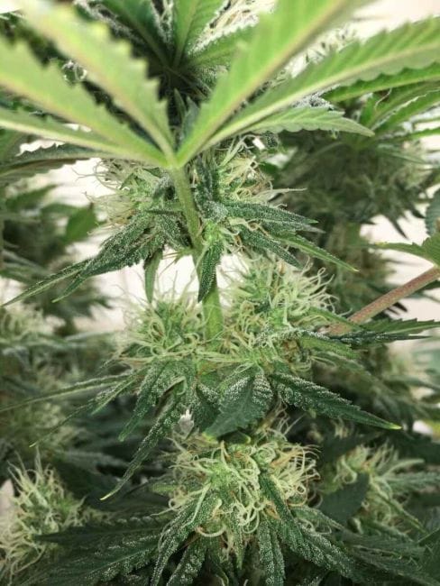 Blue Dream феминизирани семена-SMAN-BLDR-FEM