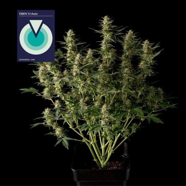 CBDV 1:1 Auto феминизирани семена-SMAN-CBDV-AUTO-FEM