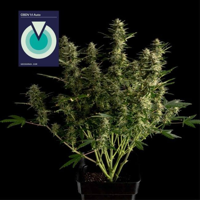CBDV 1:1 Auto феминизирани семена-SMAN-CBDV-AUTO-FEM