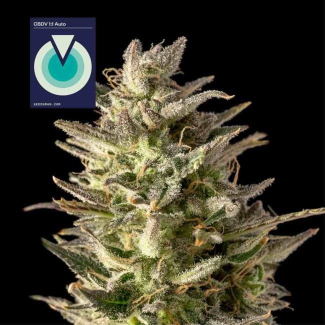 CBDV 1:1 Auto феминизирани семена-SMAN-CBDV-AUTO-FEM