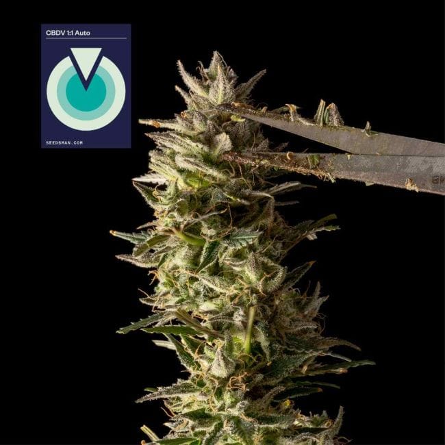 CBDV 1:1 Auto феминизирани семена-SMAN-CBDV-AUTO-FEM