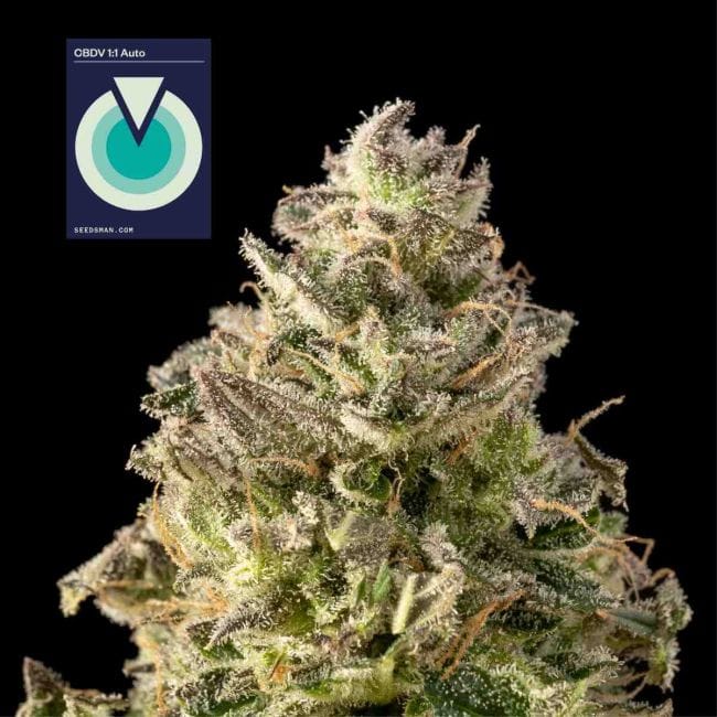 CBDV 1:1 Auto феминизирани семена-SMAN-CBDV-AUTO-FEM