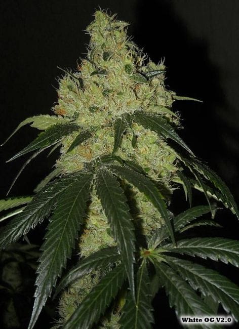 White OG V2.0 Regular Seeds - 12-KARMA-WHITEOG-REG-12