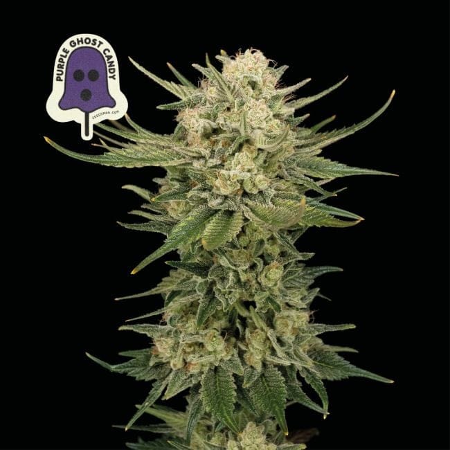 Purple Ghost Candy Feminised Seeds-SMAN-PGCANDY-FEM