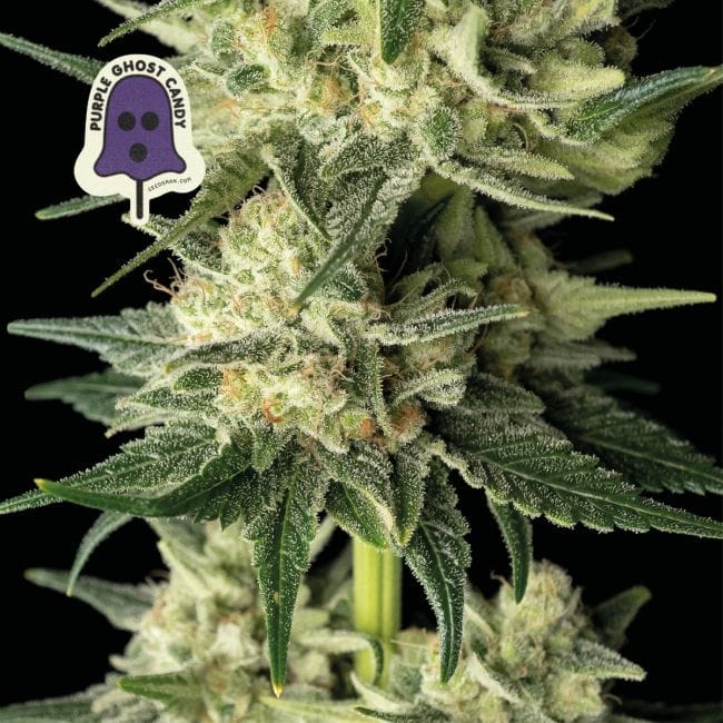 Purple Ghost Candy Feminized Seeds-SMAN-PGCANDY-FEM
