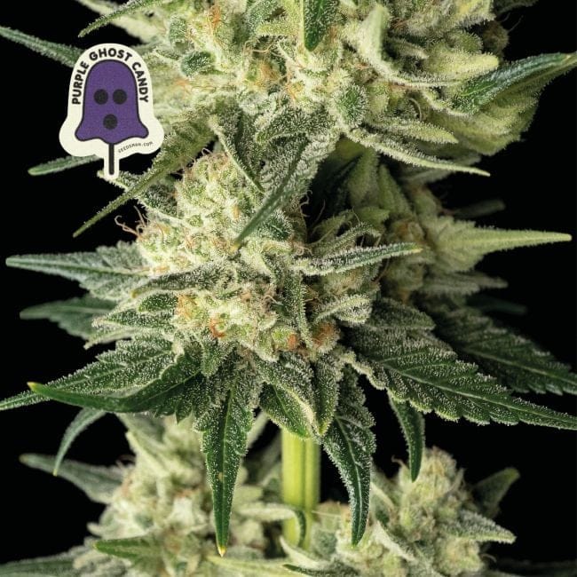 Purple Ghost Candy Feminised Seeds-SMAN-PGCANDY-FEM