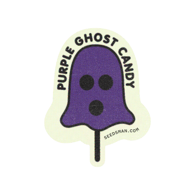 Purple Ghost Candy Feminised Seeds-SMAN-PGCANDY-FEM