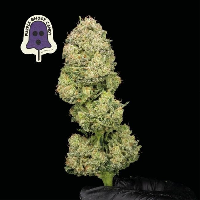 Purple Ghost Candy Feminised Seeds-SMAN-PGCANDY-FEM