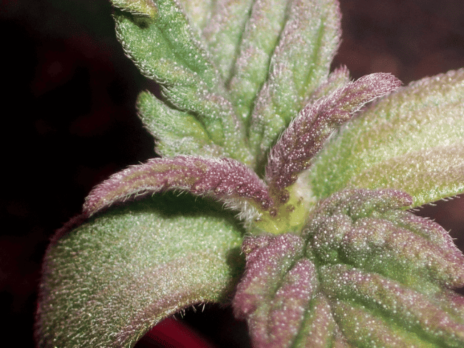 Purple Ghost Candy Feminised Seeds-SMAN-PGCANDY-FEM