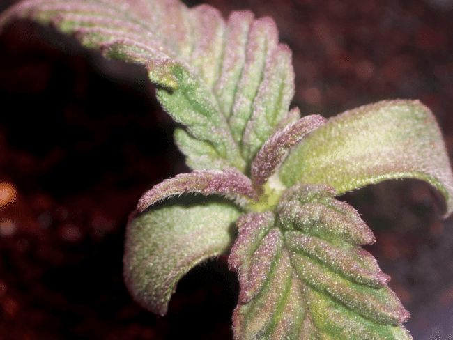 Purple Ghost Candy Feminised Seeds-SMAN-PGCANDY-FEM