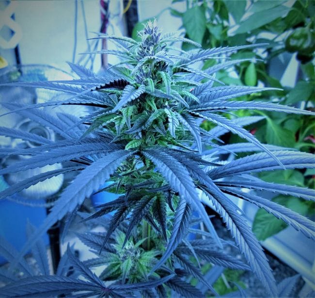 Purple Ghost Candy Feminized Seeds-SMAN-PGCANDY-FEM