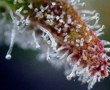Purple Ghost Candy Feminised Seeds-SMAN-PGCANDY-FEM