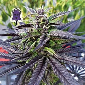Purple Ghost Candy Feminized Seeds-SMAN-PGCANDY-FEM