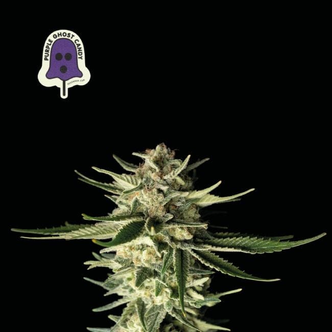 Purple Ghost Candy Feminised Seeds-SMAN-PGCANDY-FEM