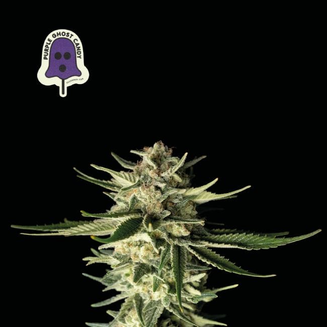 Purple Ghost Candy Feminised Seeds-SMAN-PGCANDY-FEM