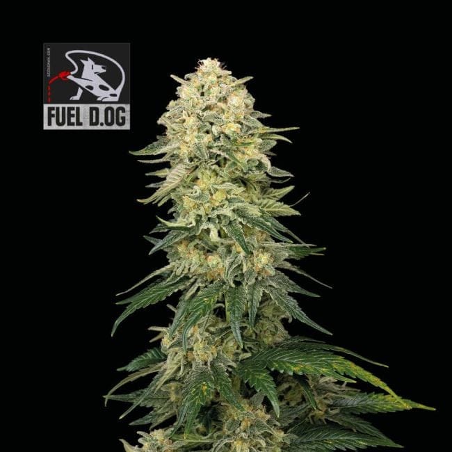 Fuel D.OG феминизирани семена-SMAN-FUELDOG-FEM