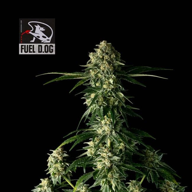Fuel D.OG Feminized Seeds x 3 - Special Offer-SMAN-FUELDOG-FEM-3-PROMO