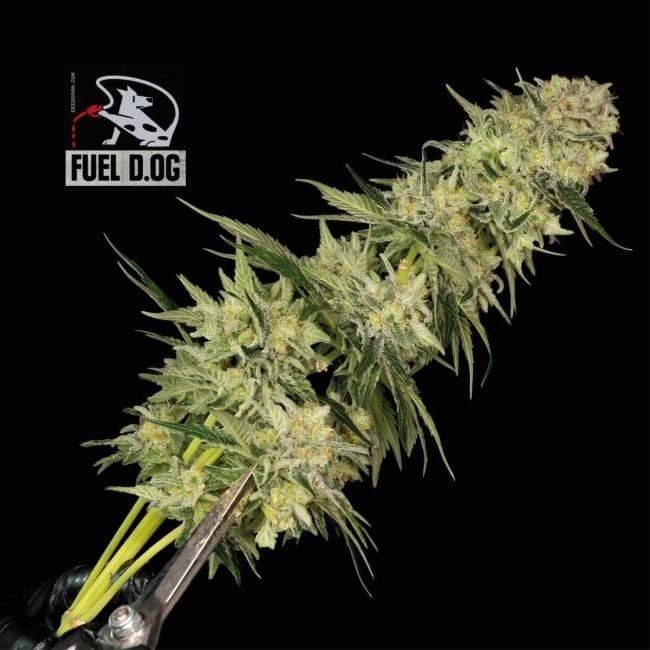 Fuel D.OG Feminized Seeds-SMAN-FUELDOG-FEM