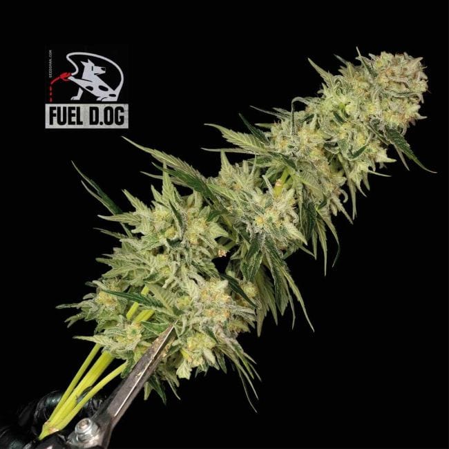Fuel D.OG Feminized Seeds-SMAN-FUELDOG-FEM