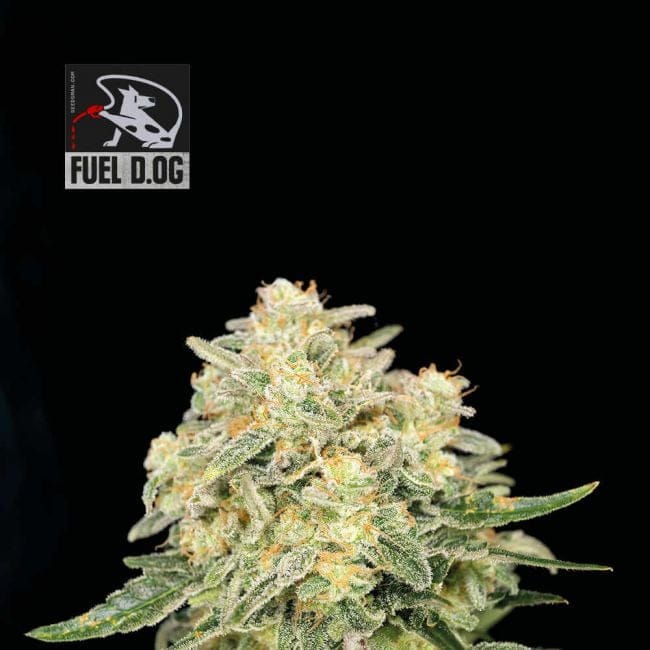Fuel D.OG Feminized Seeds-SMAN-FUELDOG-FEM