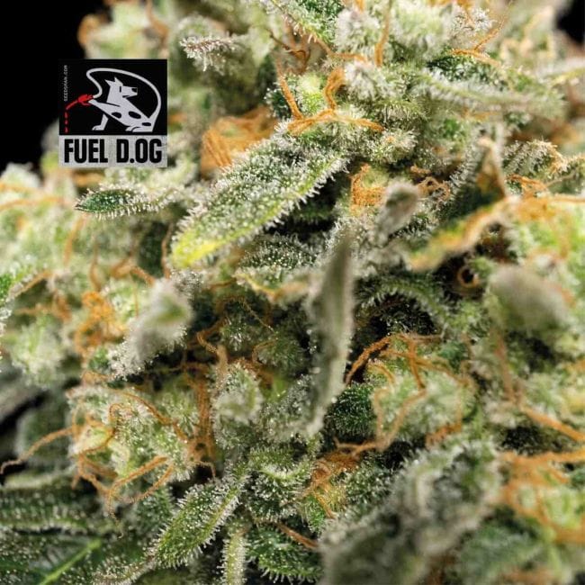 Fuel D.OG Feminized Seeds-SMAN-FUELDOG-FEM