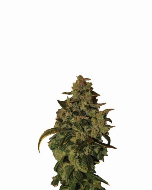 Somango XXL Auto Feminised Seeds - 5-NV-SOMXXL-AUTO