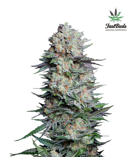 Mexican Airlines Auto Feminised Seeds
