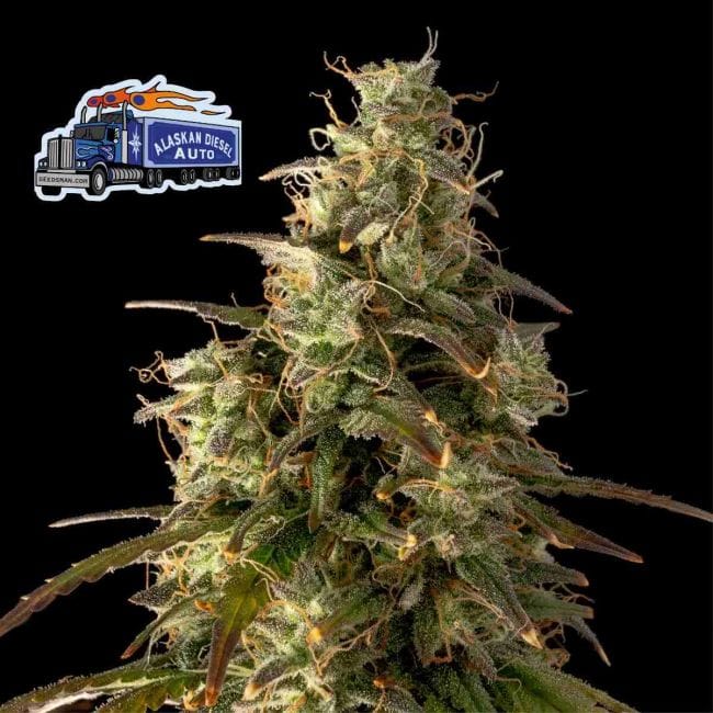 Alaskan Diesel Auto феминизирани семена-SMAN-ALDSL-AUTO-FEM