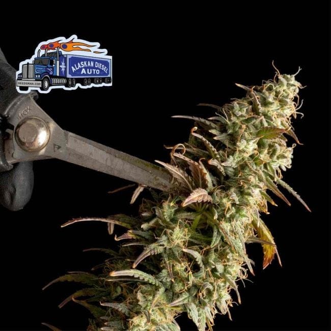 Alaskan Diesel Auto Feminized Seeds-SMAN-ALDSL-AUTO-FEM