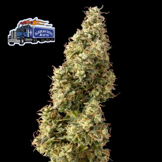 Alaskan Diesel Auto Feminized Seeds-SMAN-ALDSL-AUTO-FEM