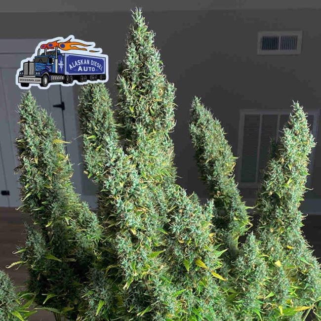 Alaskan Diesel Auto феминизирани семена-SMAN-ALDSL-AUTO-FEM