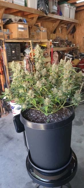 Alaskan Diesel Auto Feminized Seeds-SMAN-ALDSL-AUTO-FEM