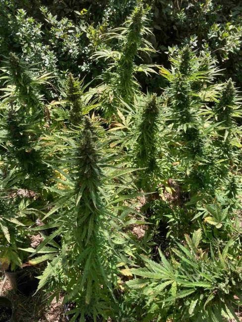 Alaskan Diesel Auto Feminised Seeds-SMAN-ALDSL-AUTO-FEM