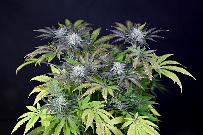 Gorilla Glue Strain Feminized 100% Pot Seeds - Pevgrow