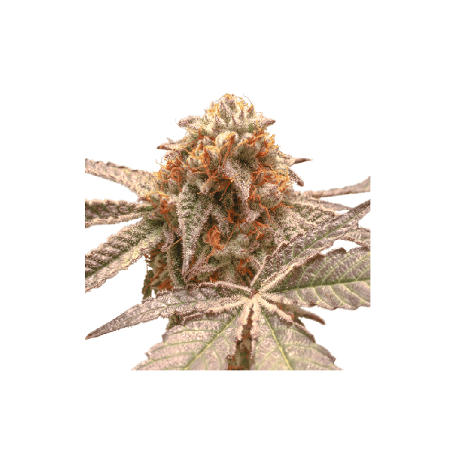 Purple OG Punch Feminised Seeds-SSSC-POGP-FEM