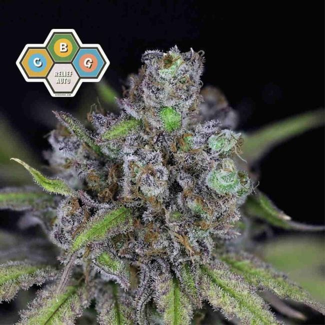 CBG Relief Auto Feminised Seeds-SMAN-CBGR-AUTO-FEM
