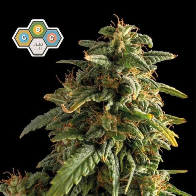CBG Relief Auto Feminized Seeds-SMAN-CBGR-AUTO-FEM