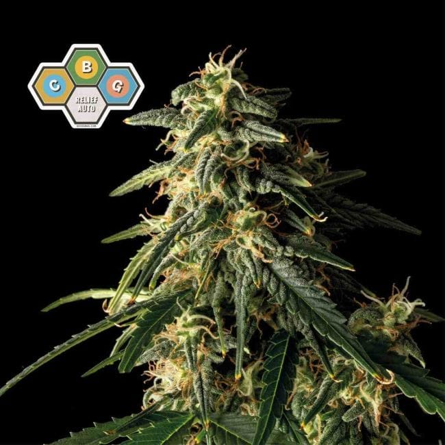 CBG Relief Auto Feminised Seeds-SMAN-CBGR-AUTO-FEM